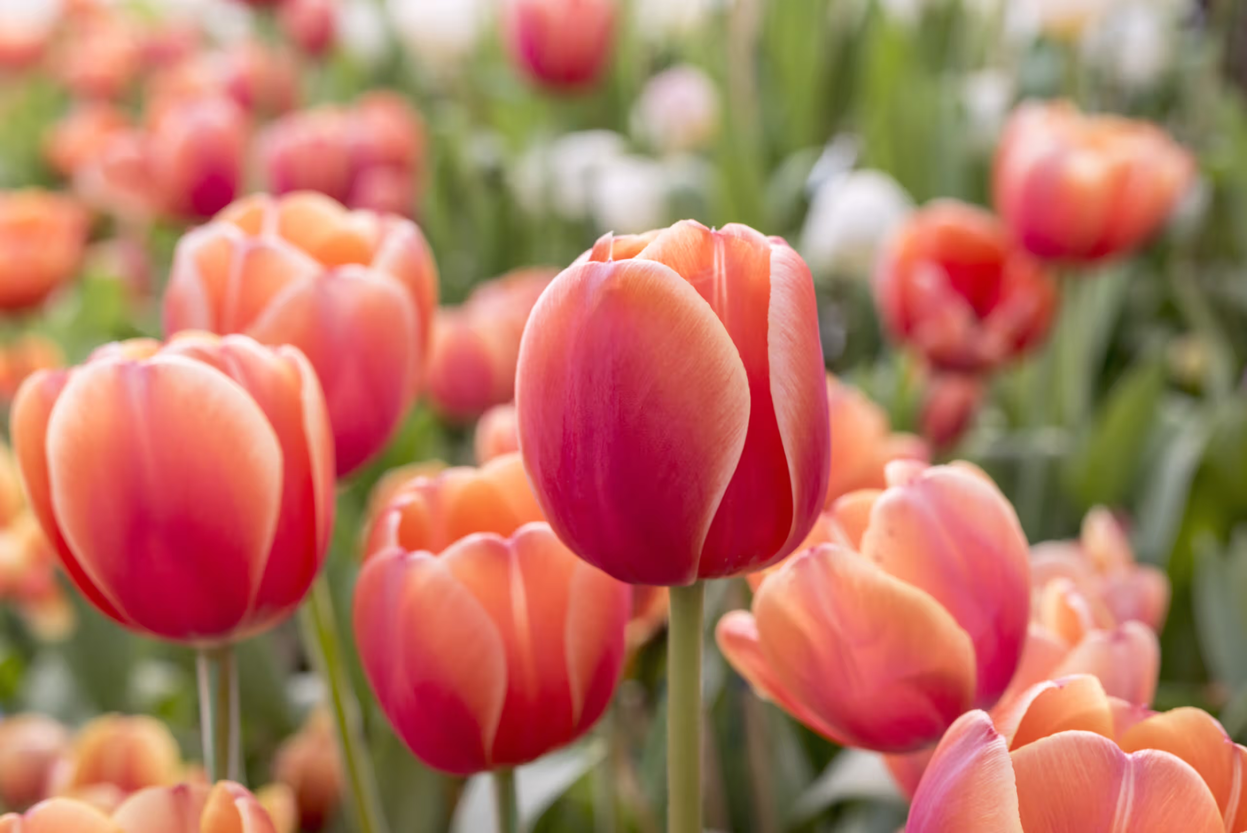 tulipany scaled